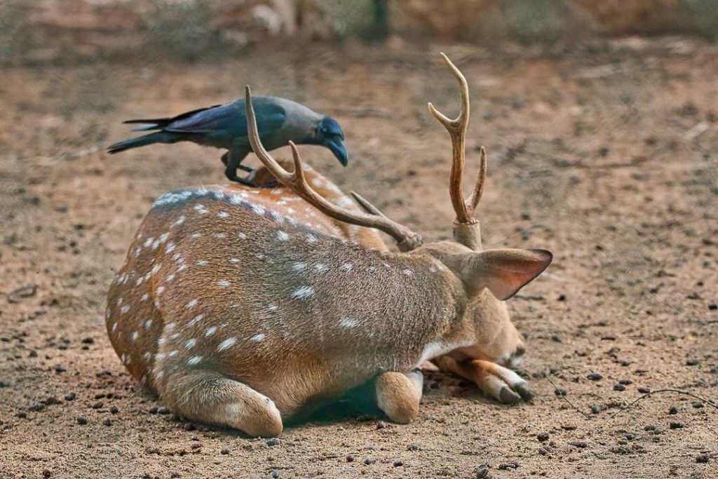 Guindy National Park