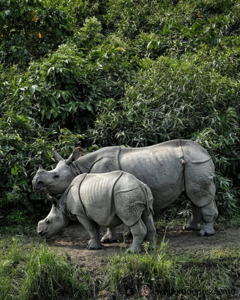 Kaziranga National Park