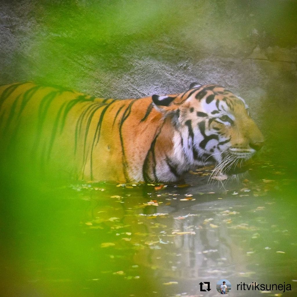 Nehru Zoological Park