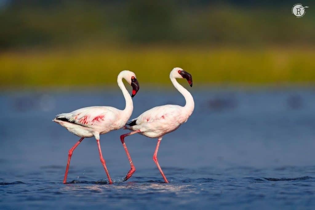 Pulicat Lake, Chennai