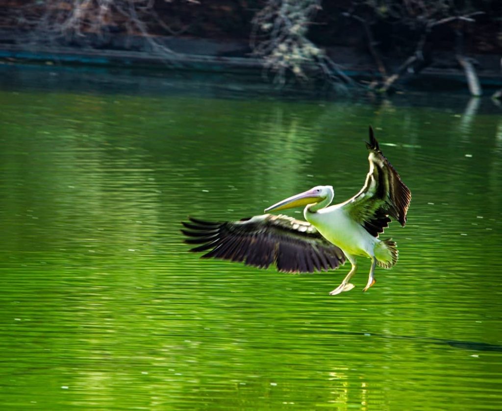 National Zoological Park, Delhi