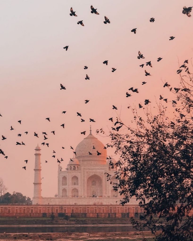 Birds at Taj Mahal