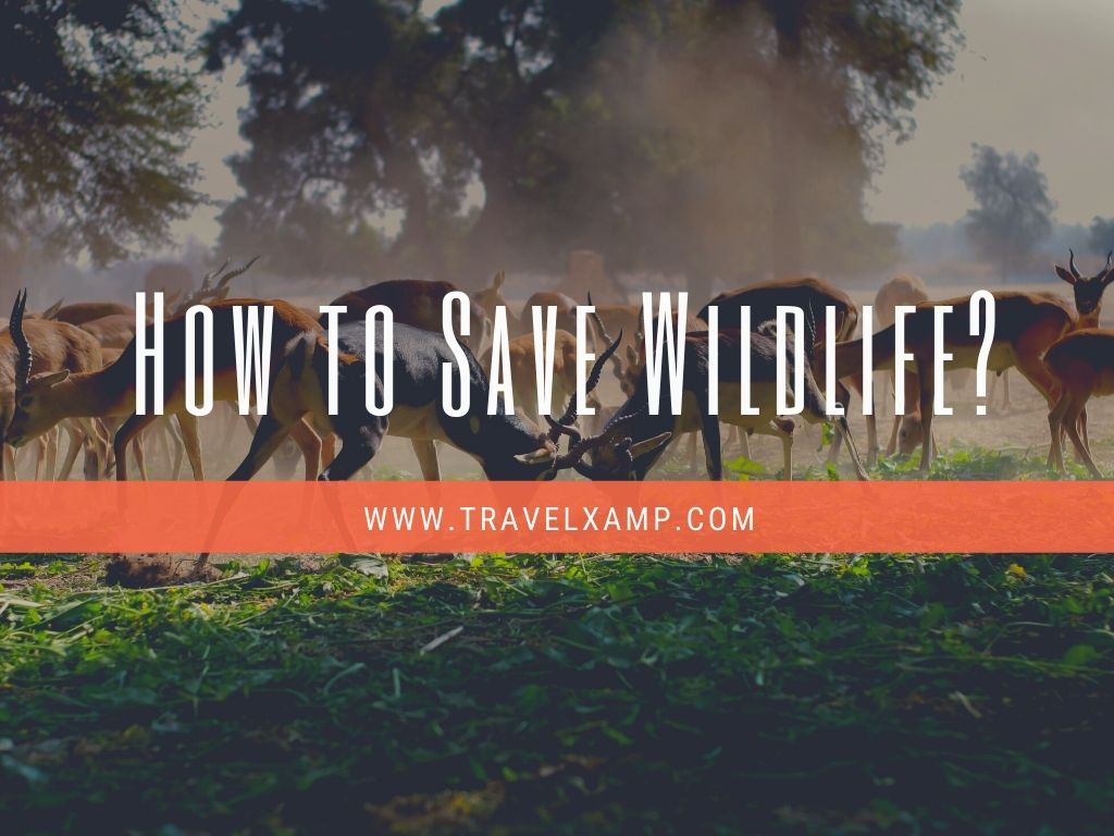 How to Save Wildlife?