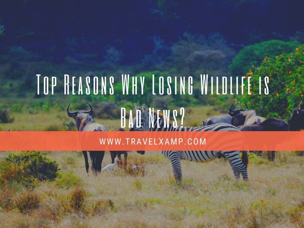 Top Reasons Why Losing Wildlife is Bad News?