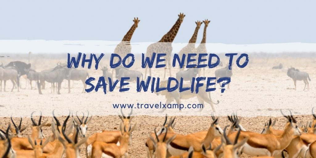 Why do We need to Save Wildlife?