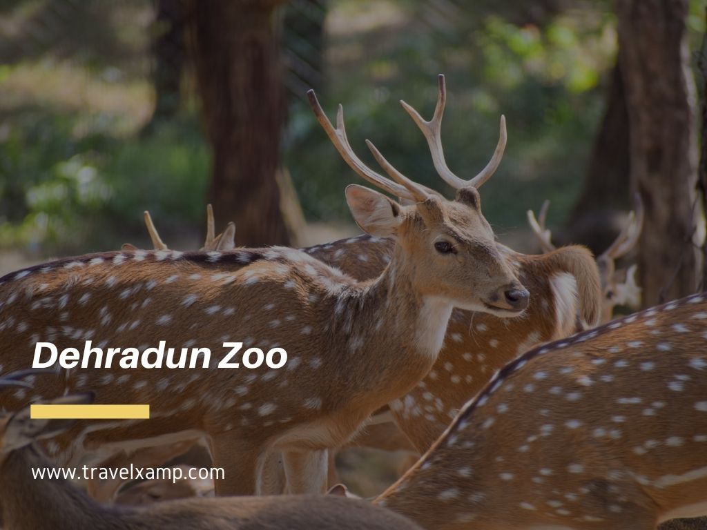 Dehradun Zoo